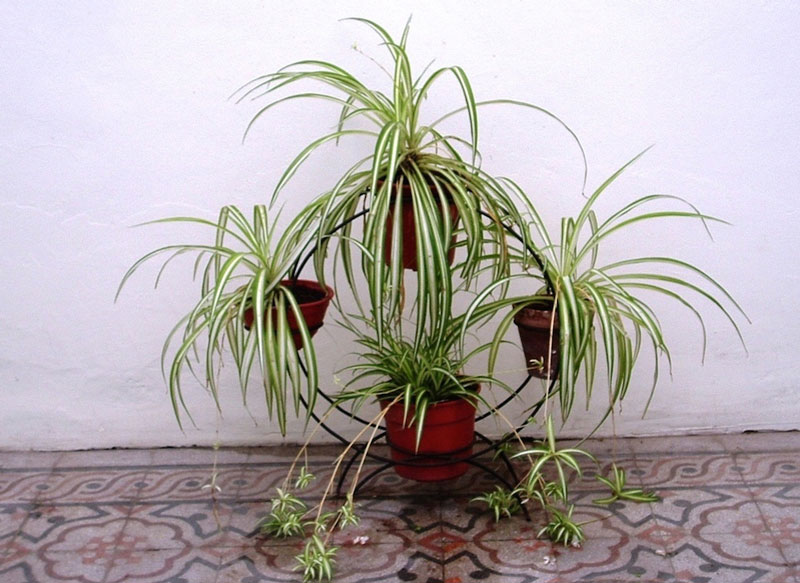 Lục thảo trổ là một trong các loại cây thanh lọc không khí dễ trồng trong nhà